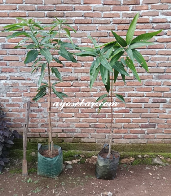 tanaman mangga arumanis dan manalagi