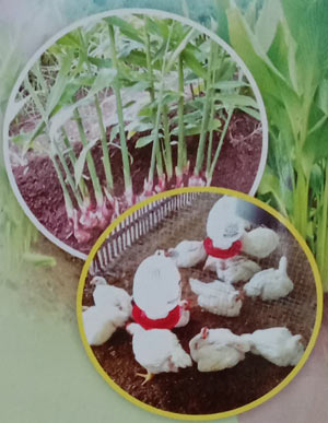 Ramuan Herbal Penghasil Ayam Organik