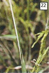 Daun berwarna putih dan terlipat akibat kerusakan yang ditimbulkan oleh larva hama putih palsu