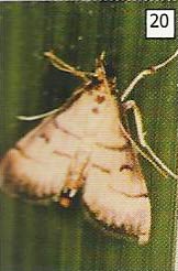 Ngengat hama putih palsu pada saat istirahat