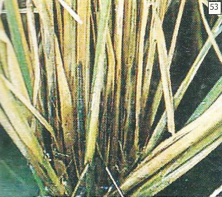 Gejala busuk batang pada anakan mengakibatkan tanaman rebah