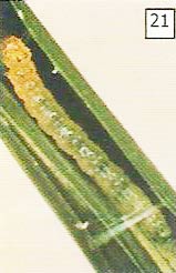 Larva hama putih palsu