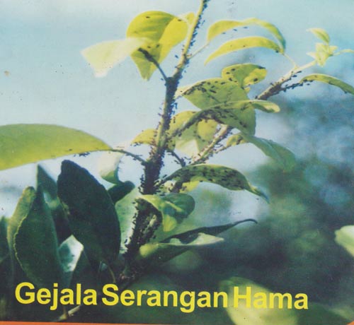gejala serangan hama jeruk keprok