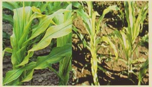 kahat Fe pada tanaman jagung
