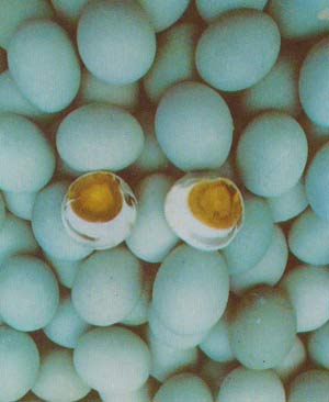 pembuatan telur asin
