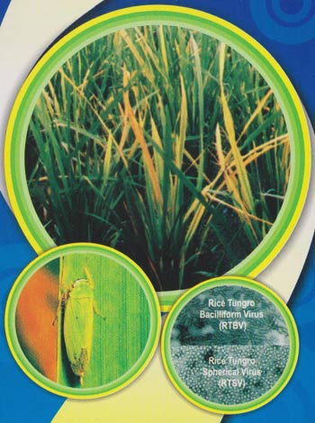 Penyakit tungro