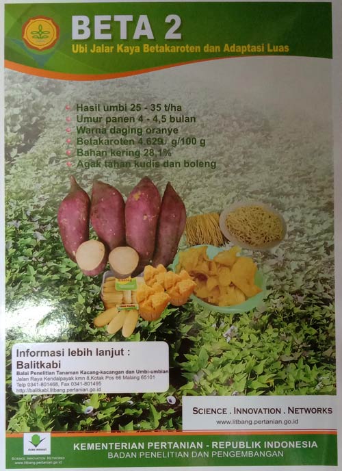 ubi jalar Beta 2