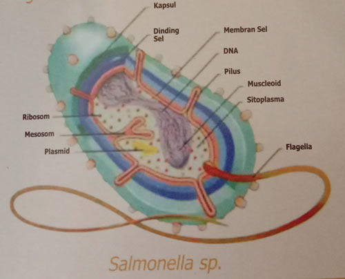 Salmonella sp
