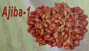 Bawang merah Ajiba-1