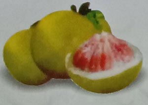 jeruk pamelo Nambangan