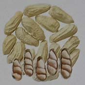 Varietas kacang tanah Kelinci