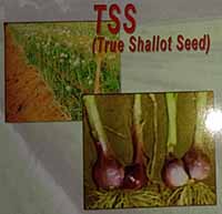 TSS (True Shallot Seed)
