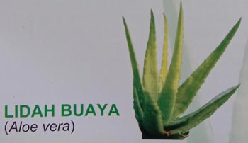 Tanaman Lidah Buaya